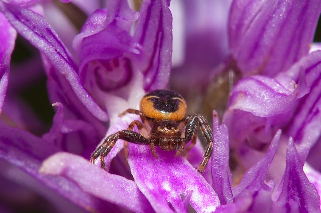 Synaema globosum